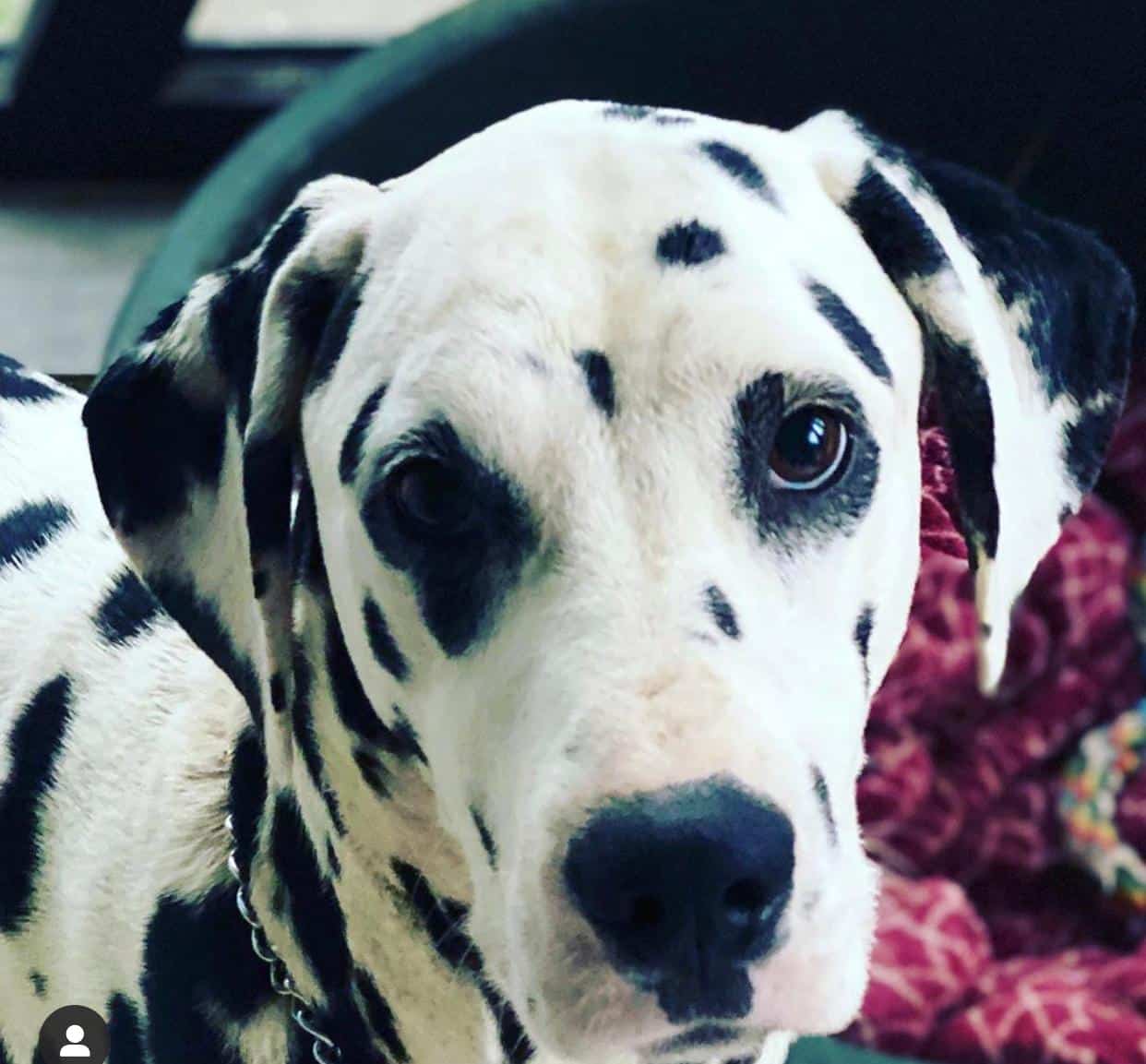 Olilou Dalmatian