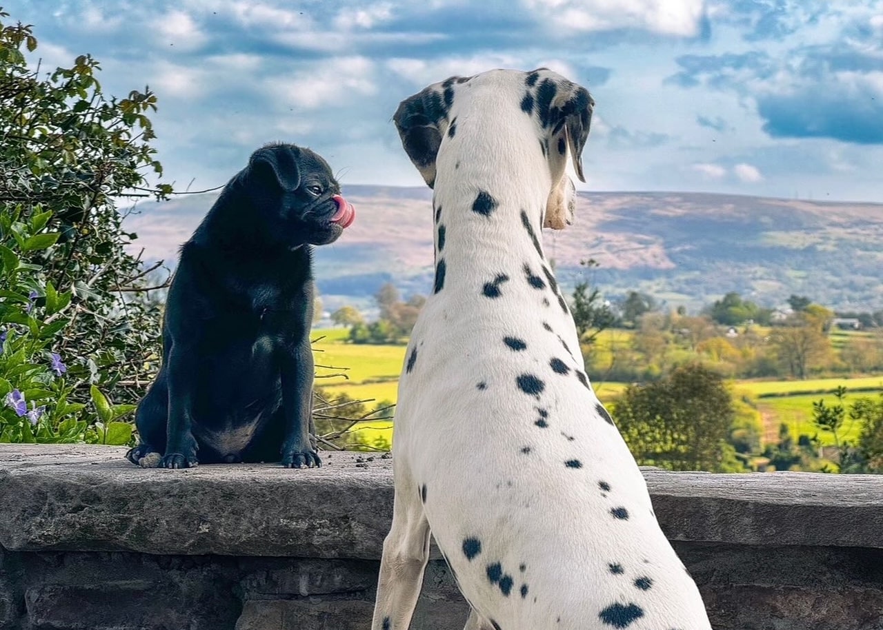 Dolly the Dalmatian