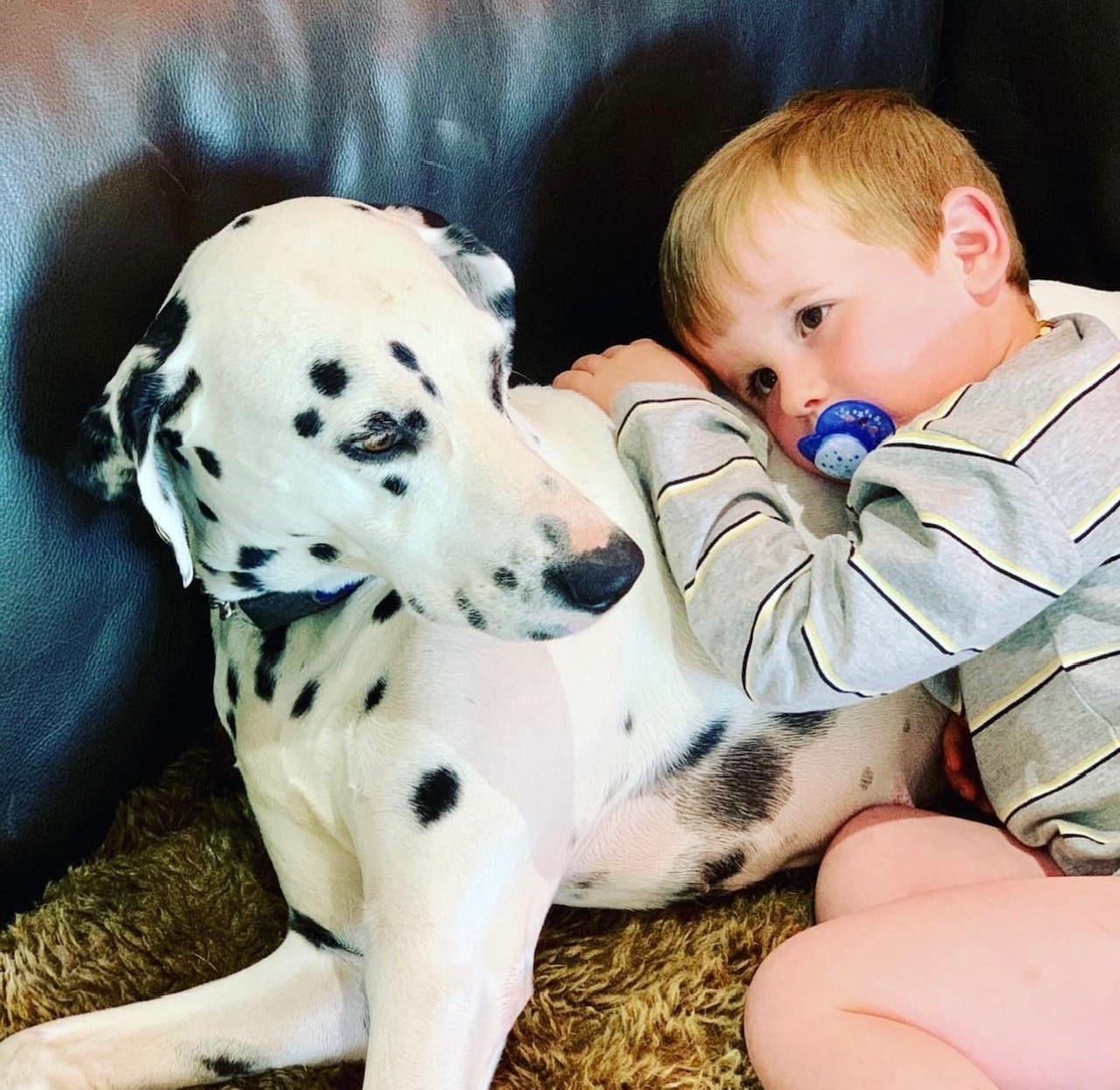 Dolly the Dalmatian