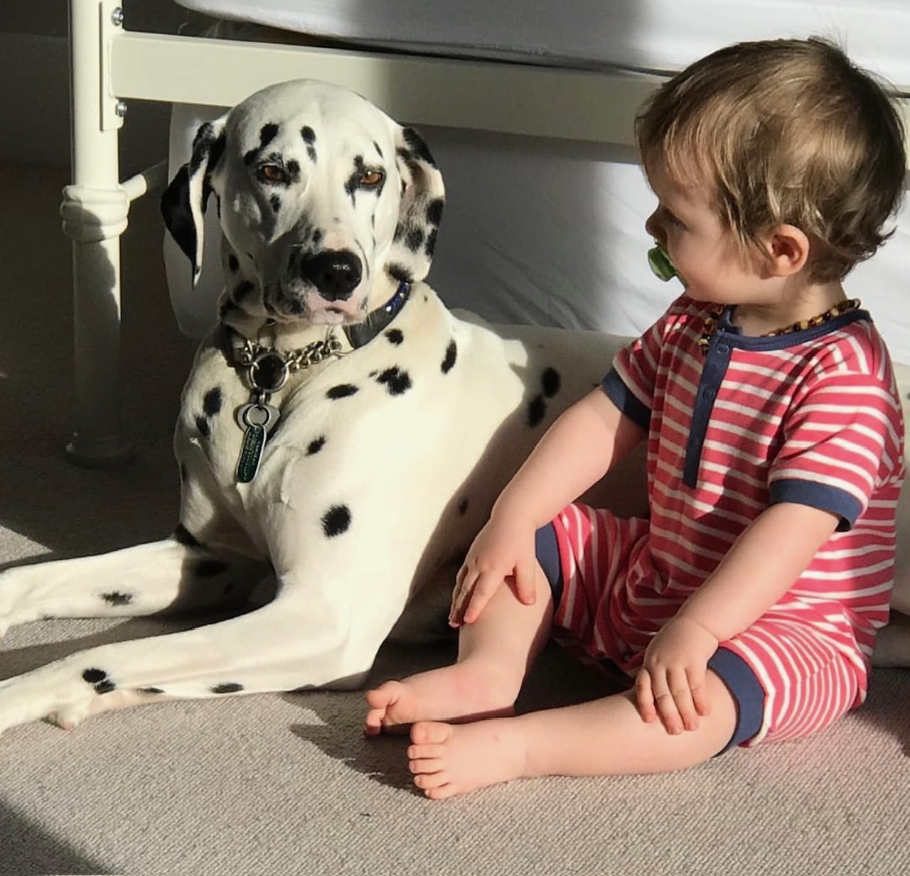 Dolly the Dalmatian