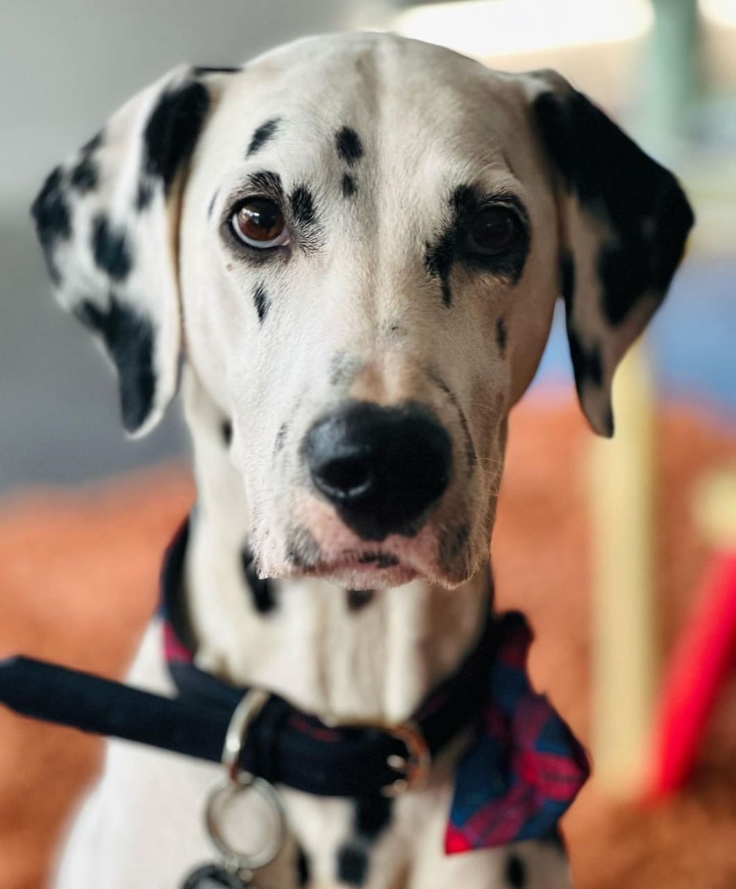 Dolly the Dalmatian