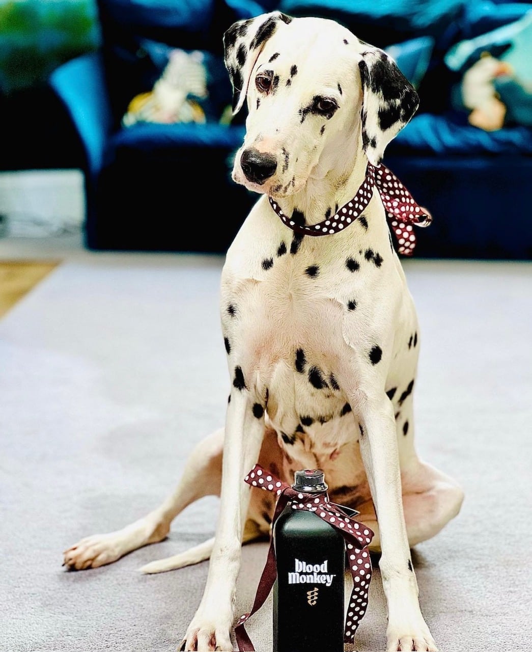 Dolly the Dalmatian