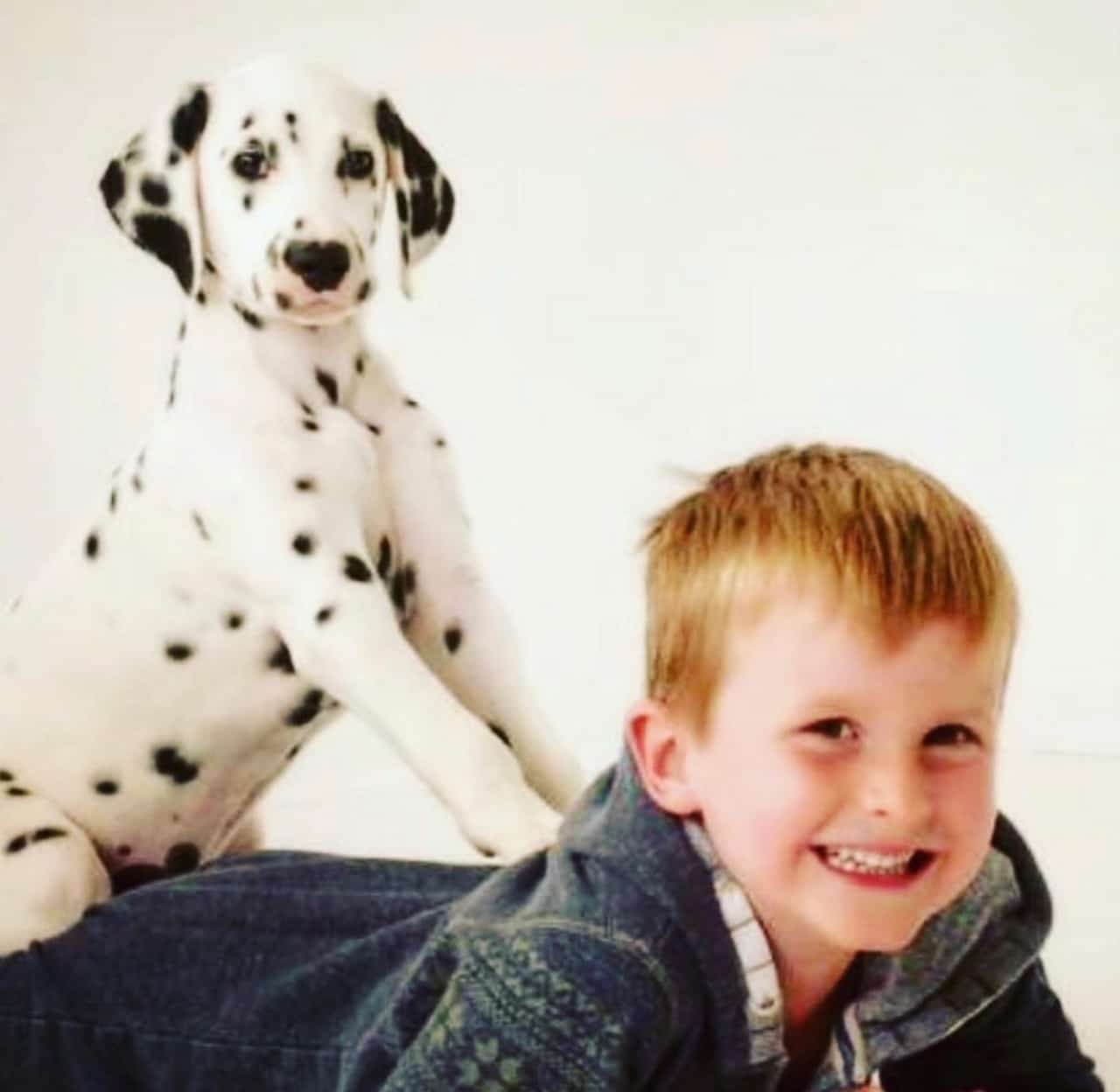 Dolly the Dalmatian