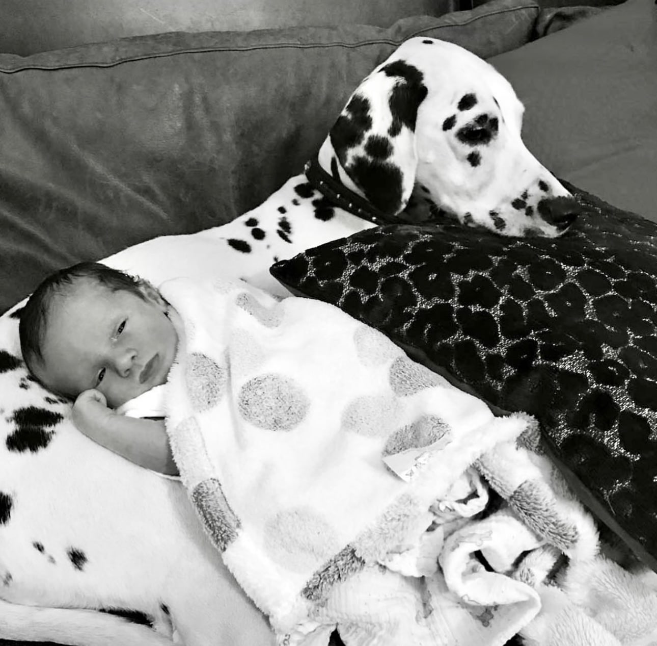 Dolly the Dalmatian