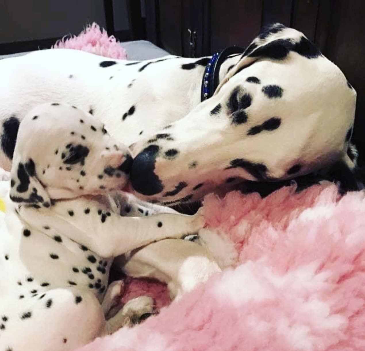 Dolly the Dalmatian