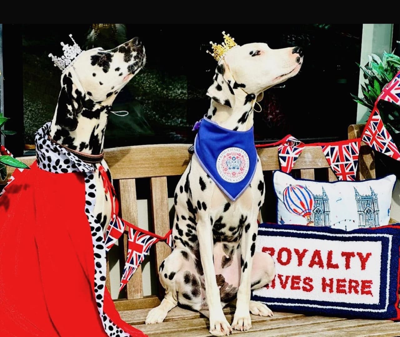 Fifi the Dalmatian