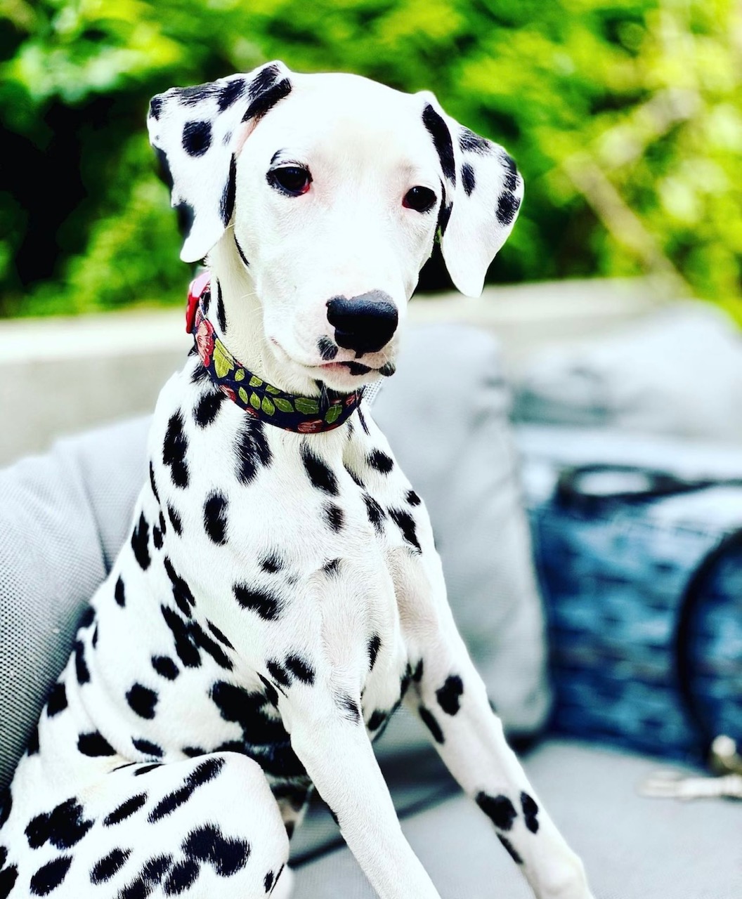 Fifi the Dalmatian