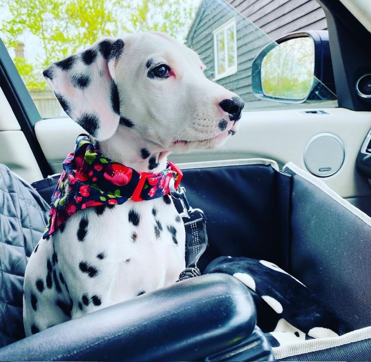 Fifi the Dalmatian