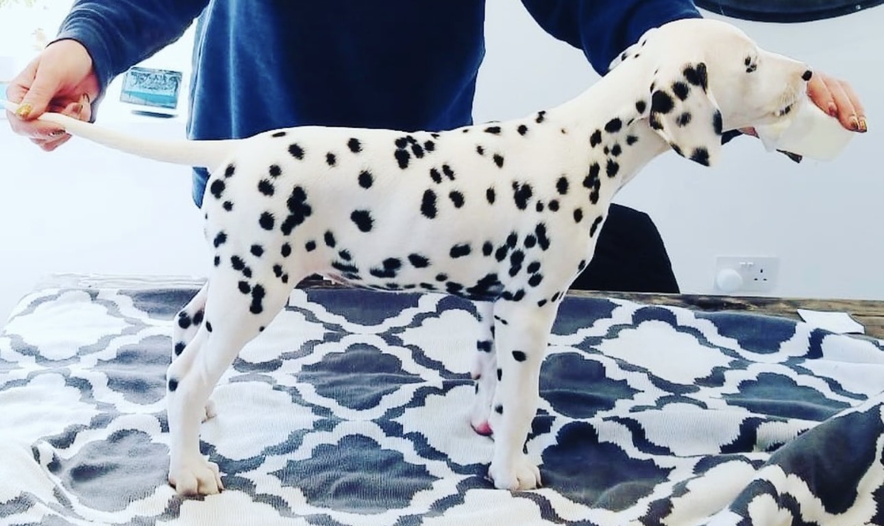 Fifi the Dalmatian