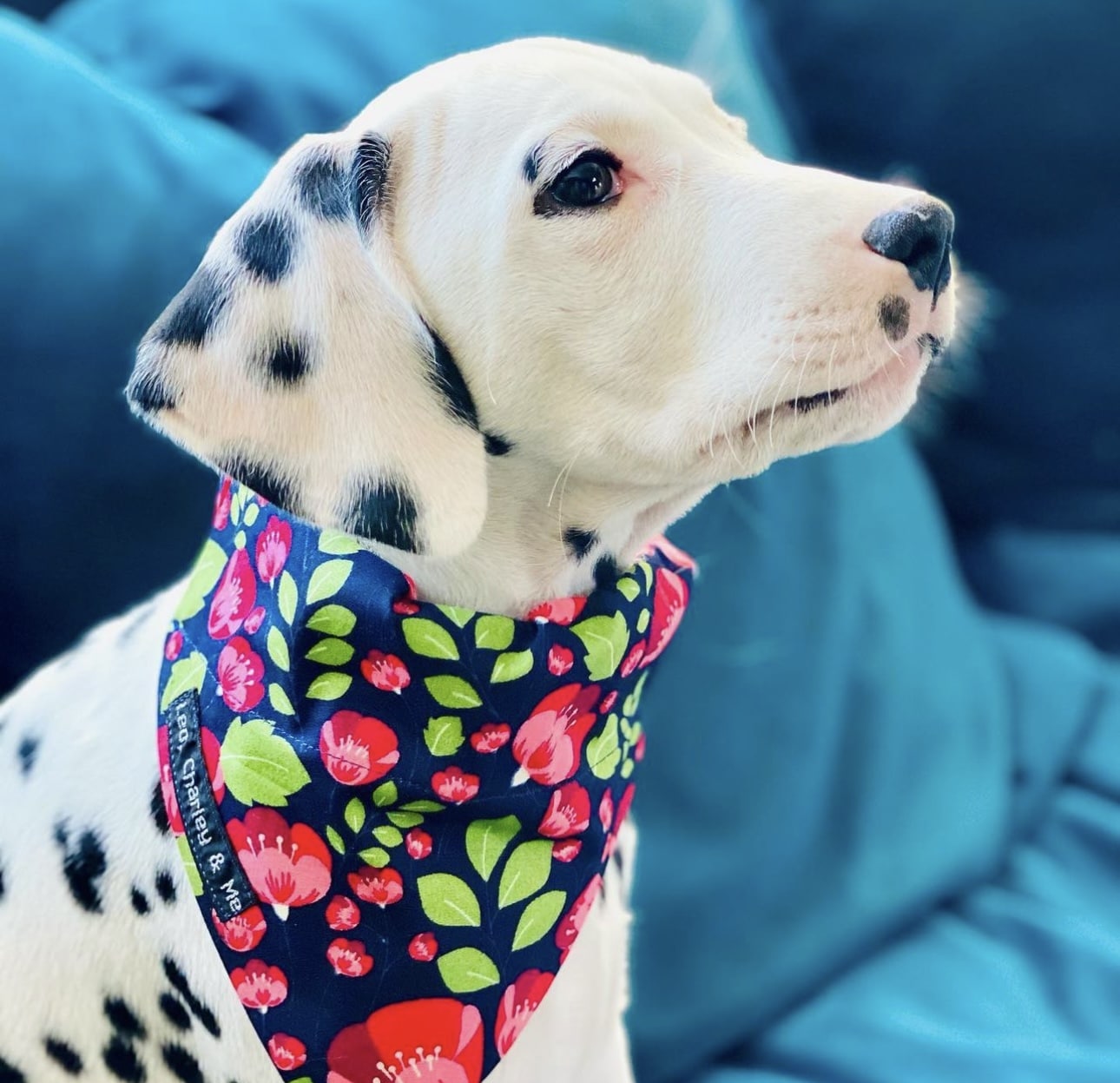 Fifi the Dalmatian