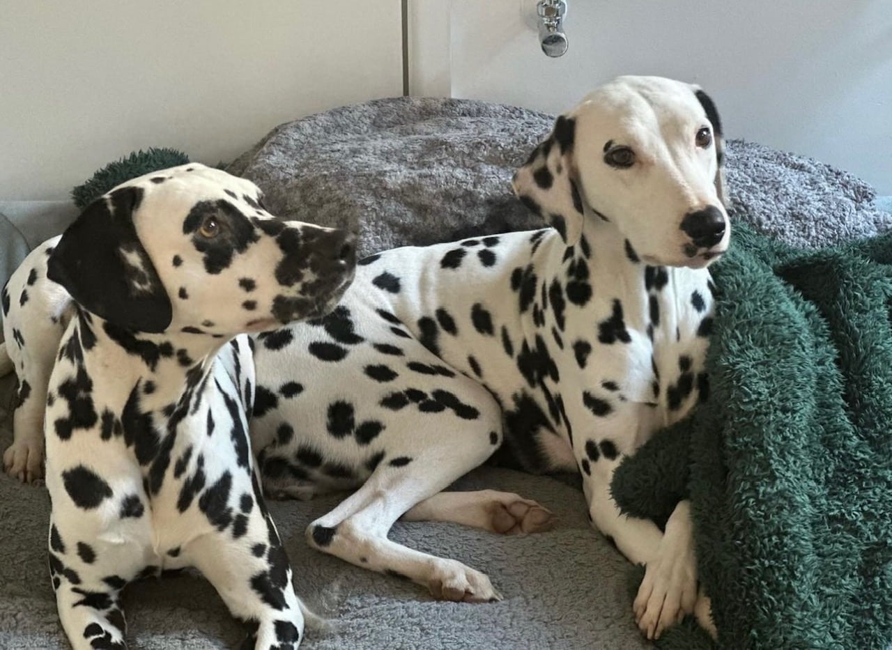 Fifi the Dalmatian
