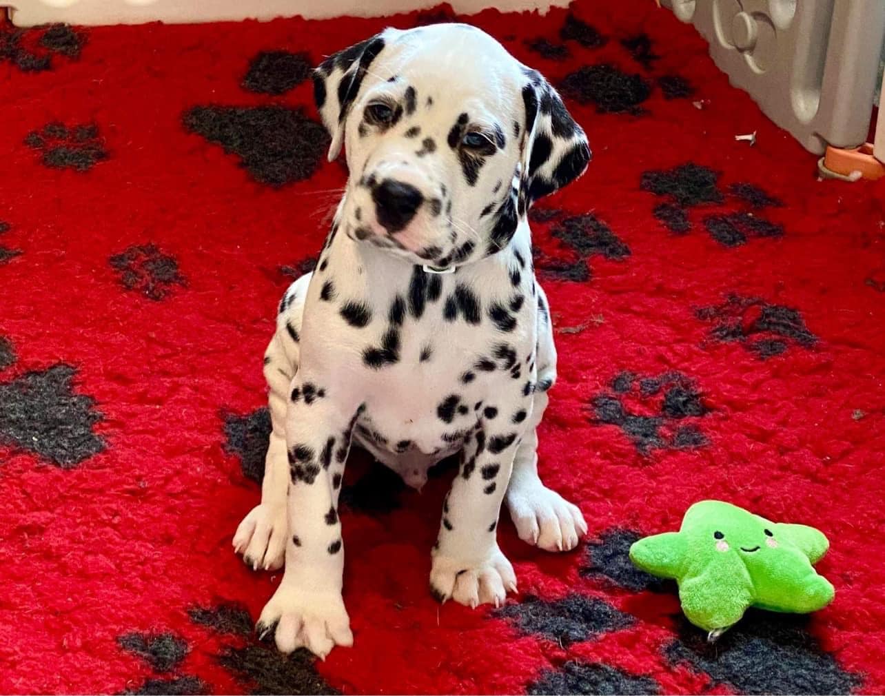 Henry the Dalmatian