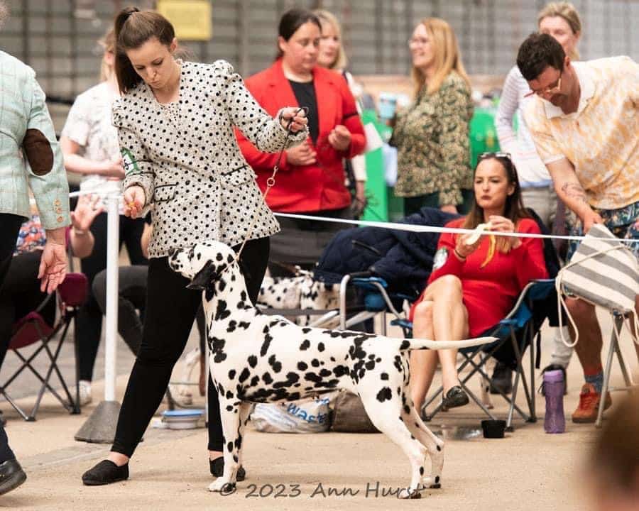 Henry the Dalmatian