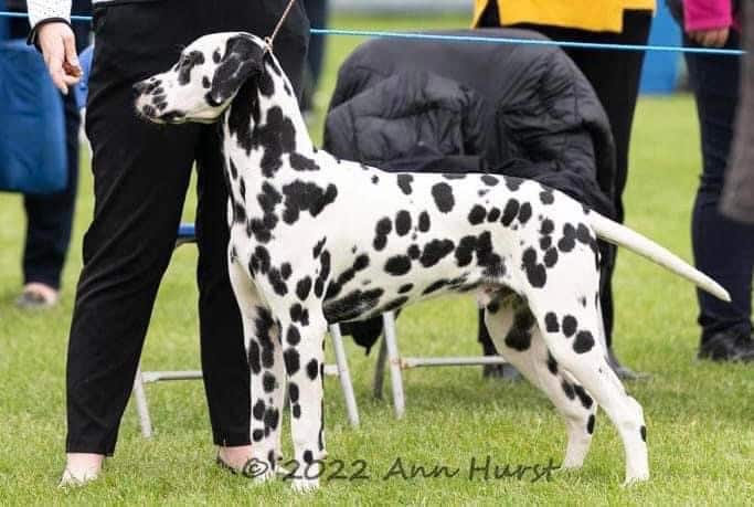 Henry the Dalmatian