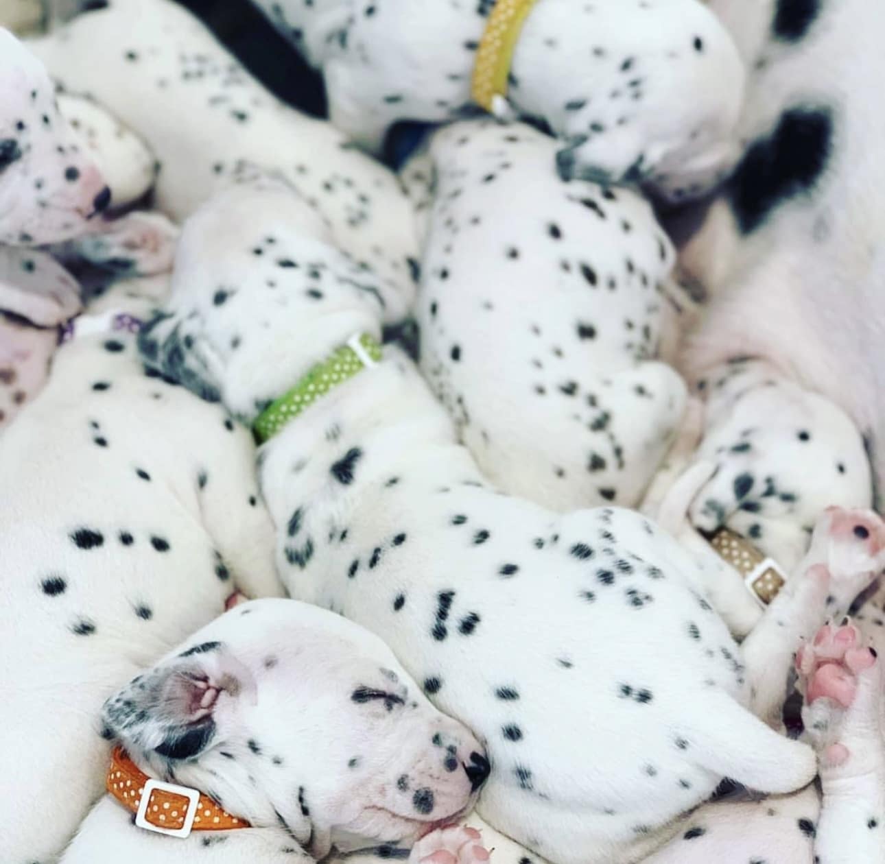 Olilou Dalmatian