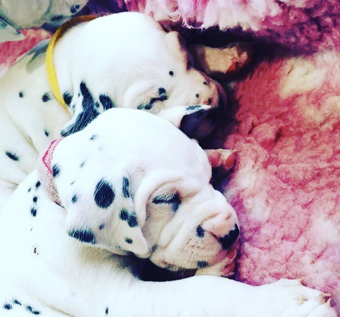 Olilou Dalmatian