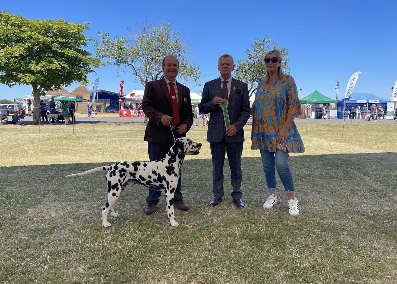 Olilou Dalmatian