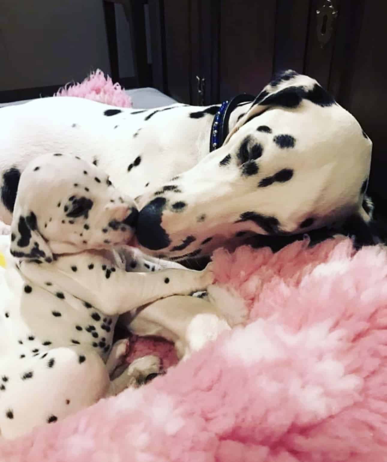 Olilou Dalmatian