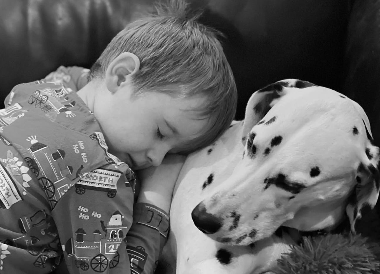 Olilou Dalmatian