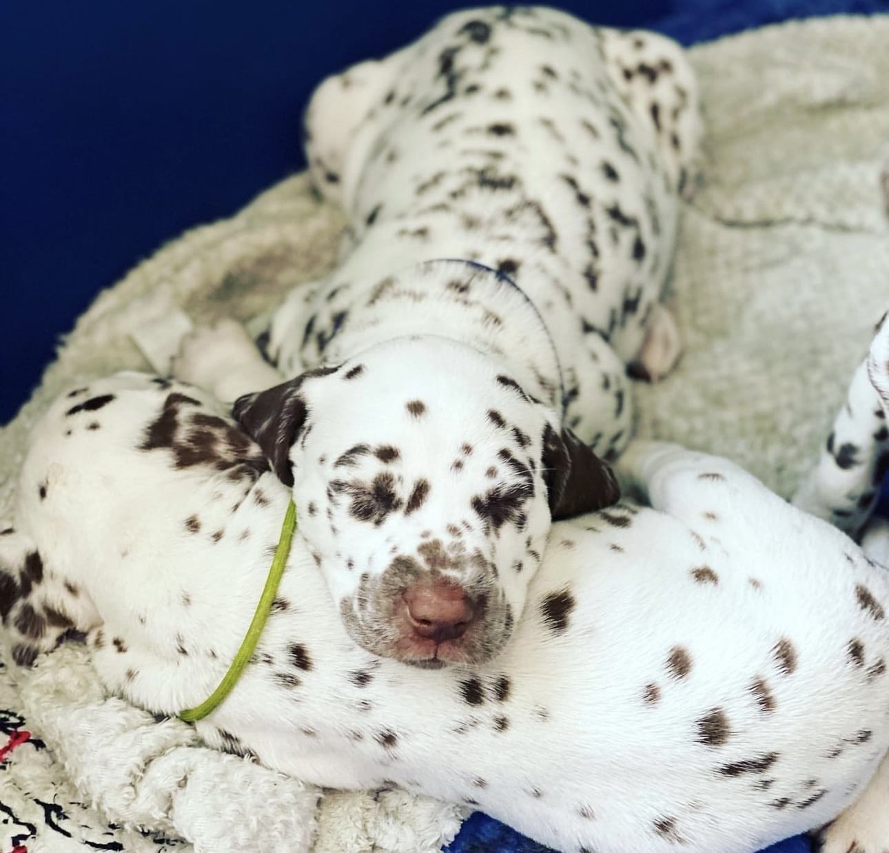 Olilou Dalmatian