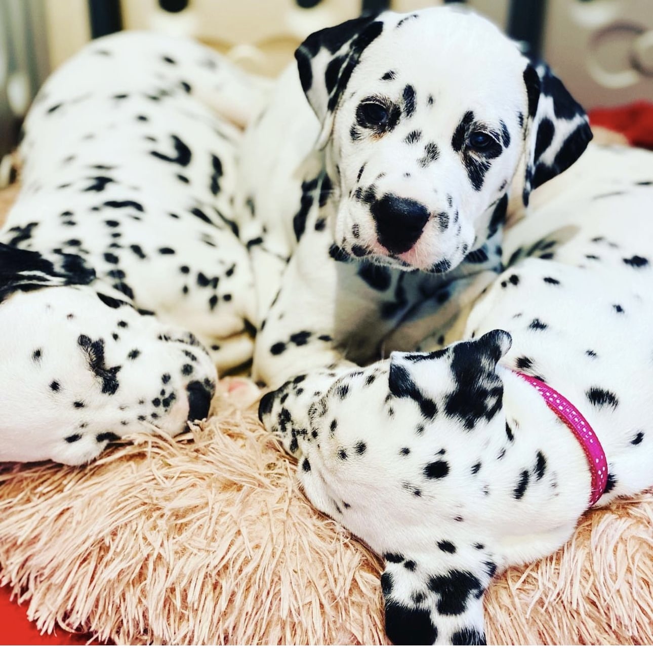 Olilou Dalmatian