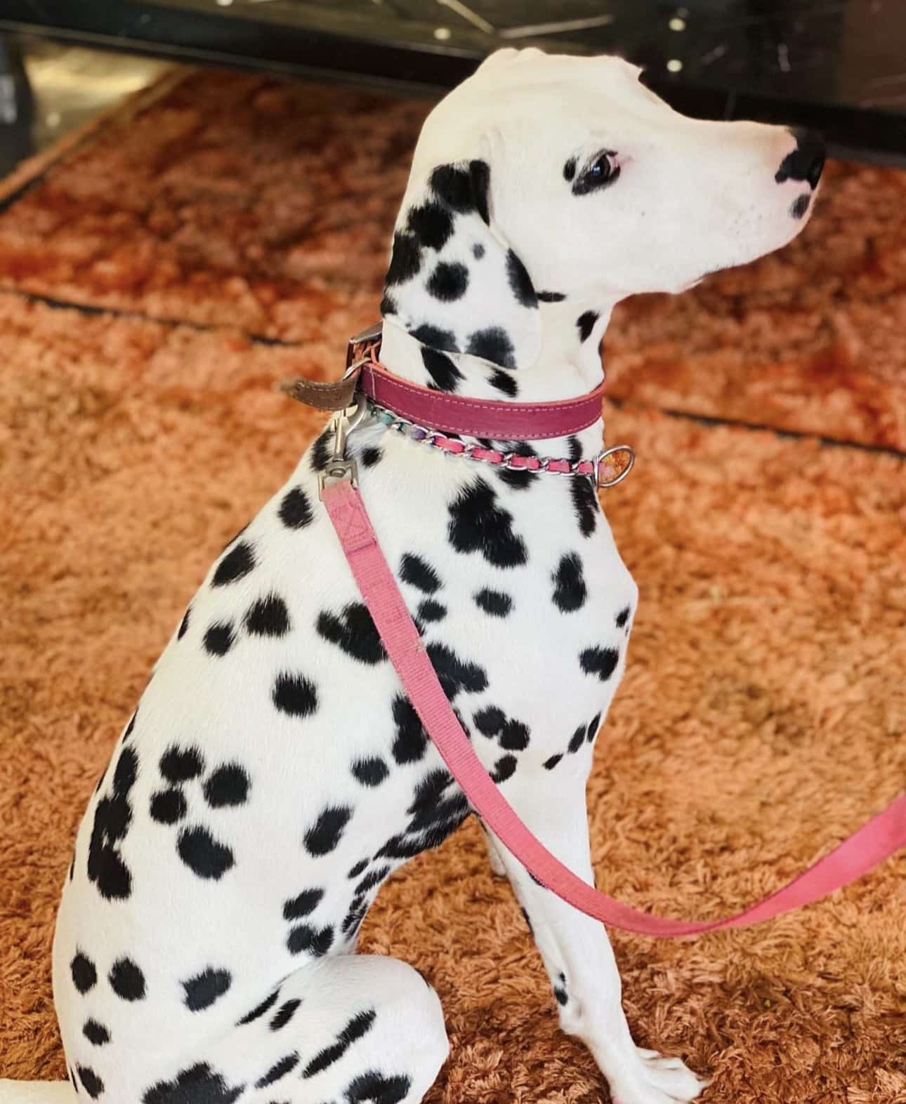 Olilou Dalmatian