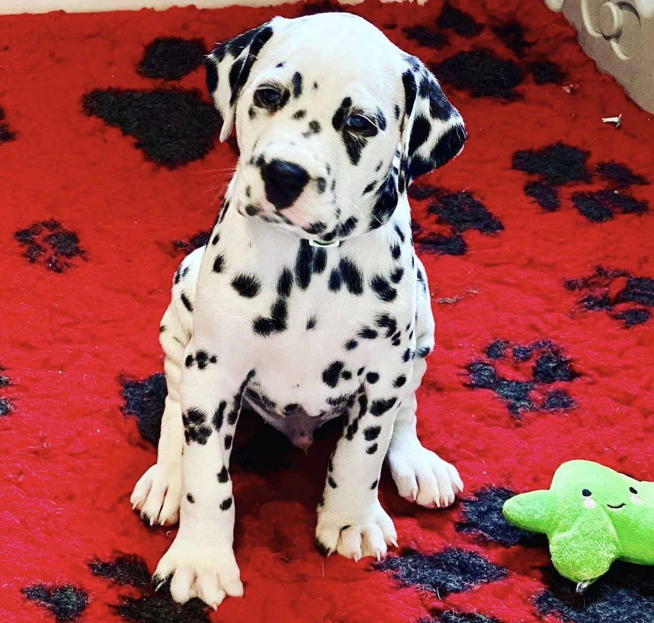 Olilou Dalmatian
