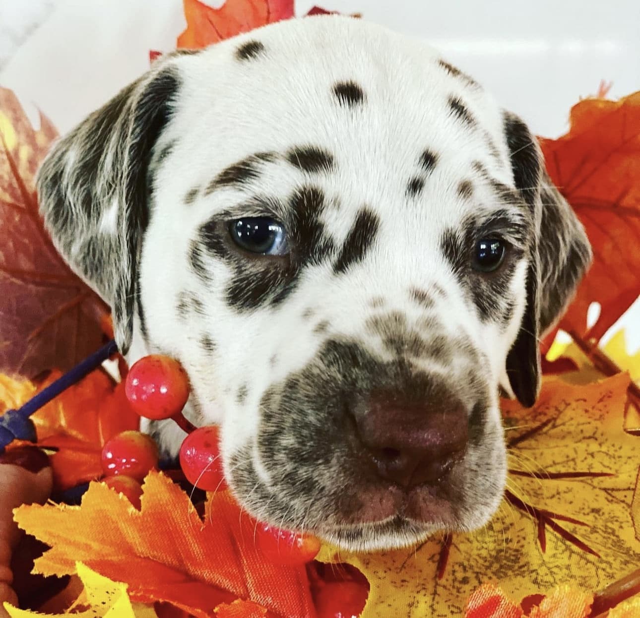 Olilou Dalmatian