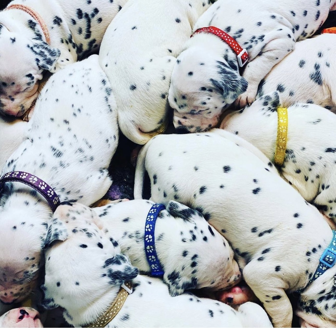 Olilou Dalmatian
