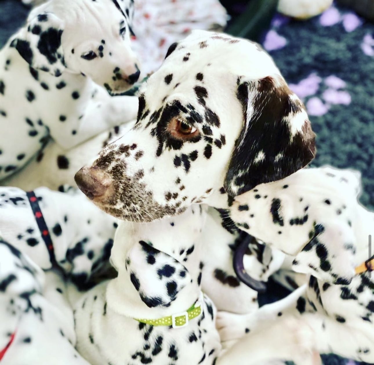 Olilou Dalmatian