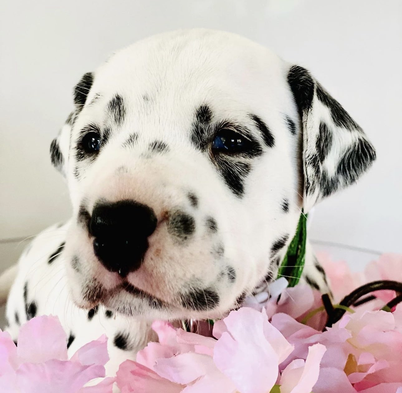 Olilou Dalmatian