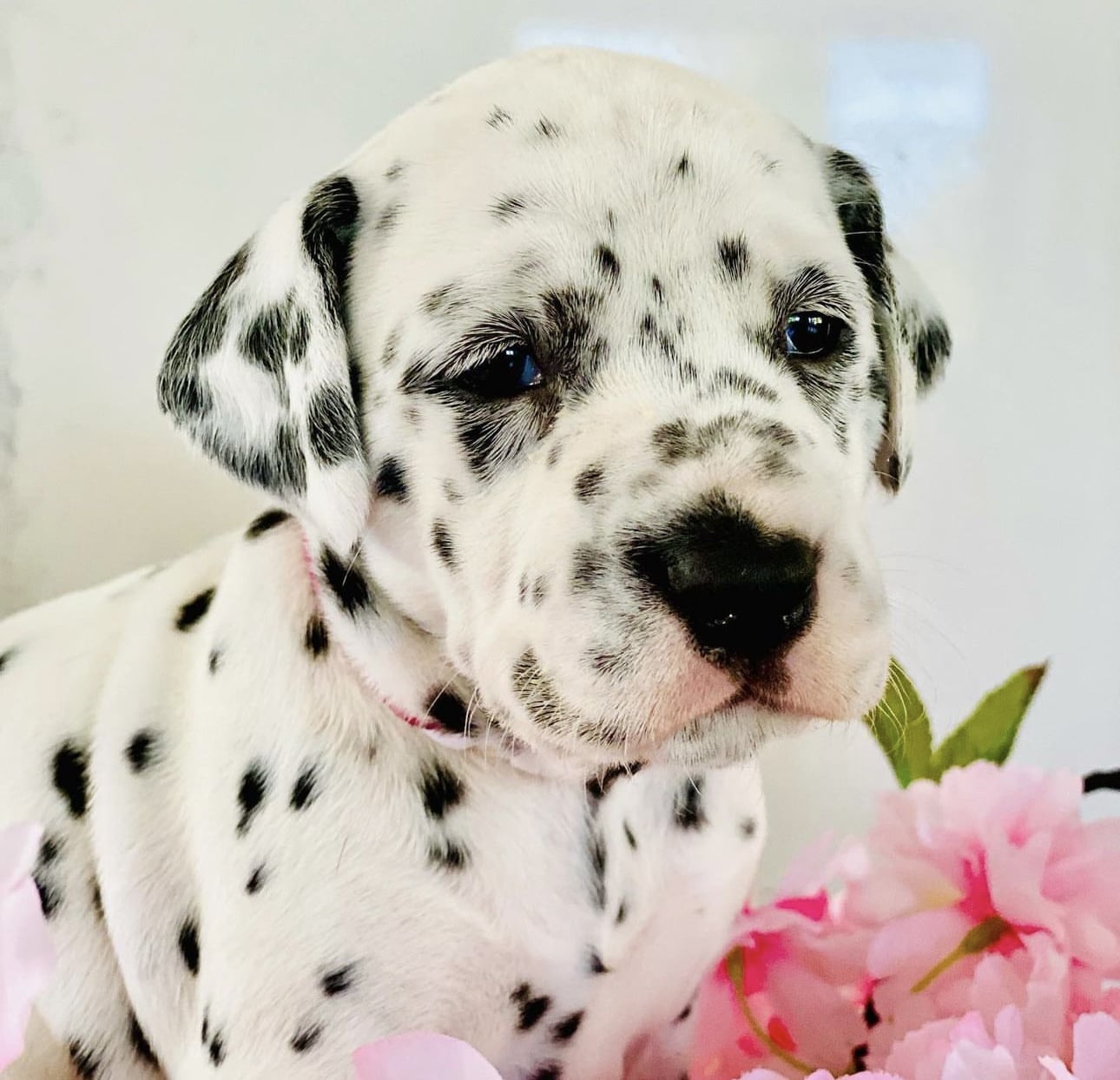 Olilou Dalmatian