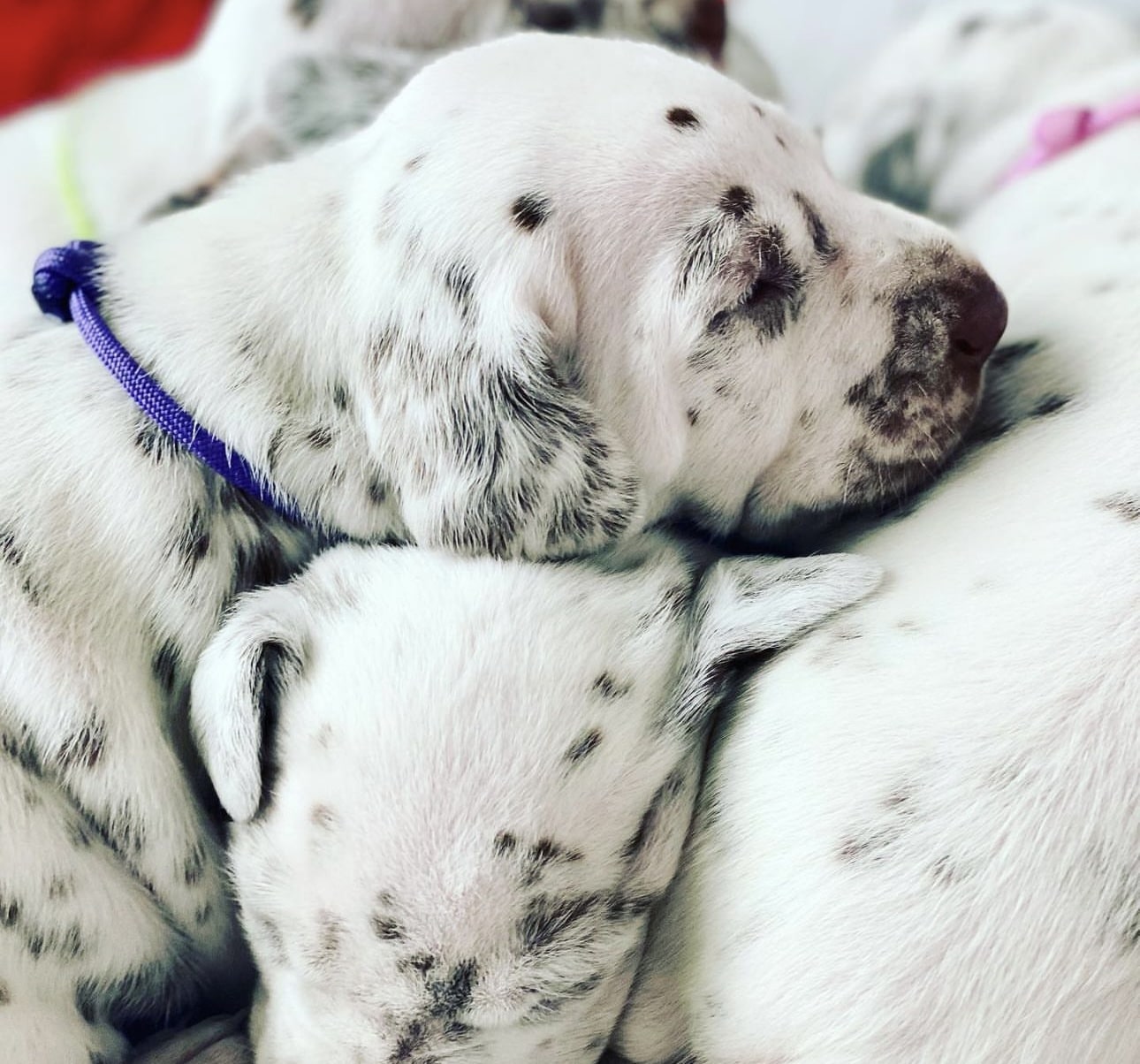 Olilou Dalmatian