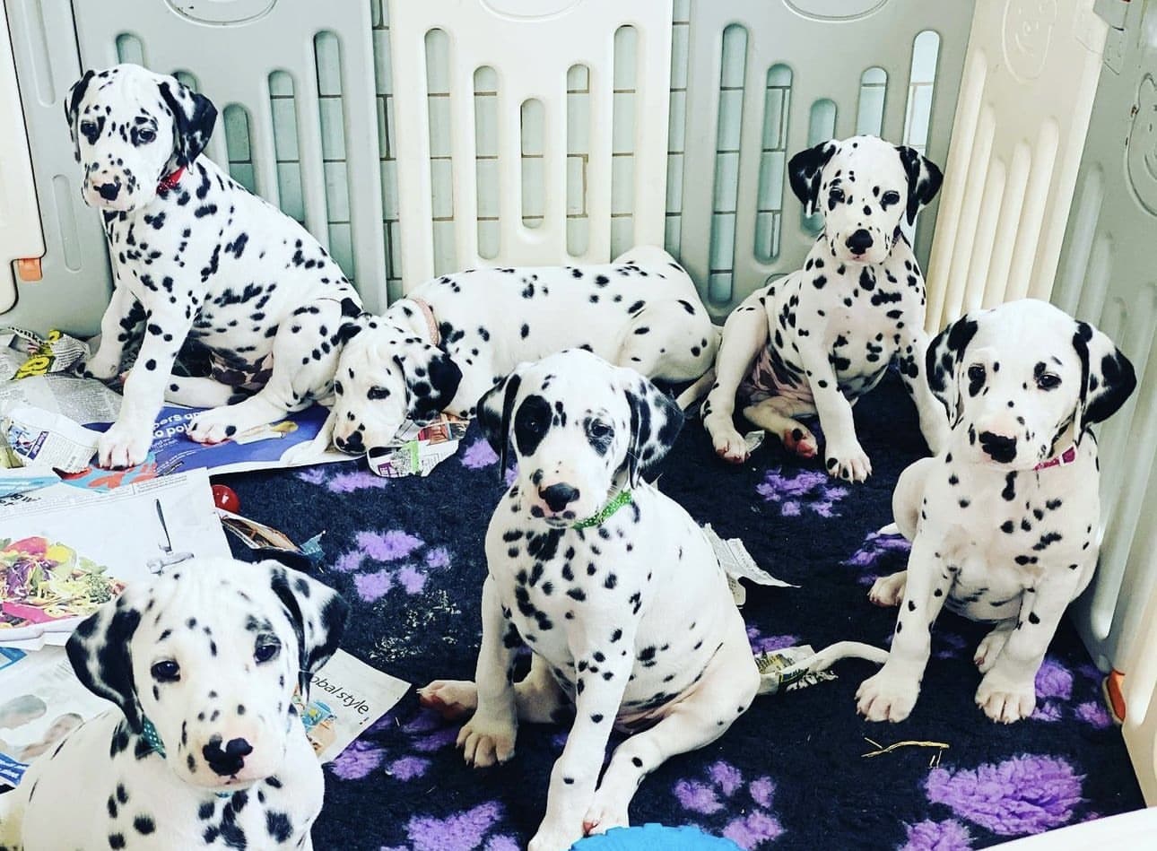 Olilou Dalmatian