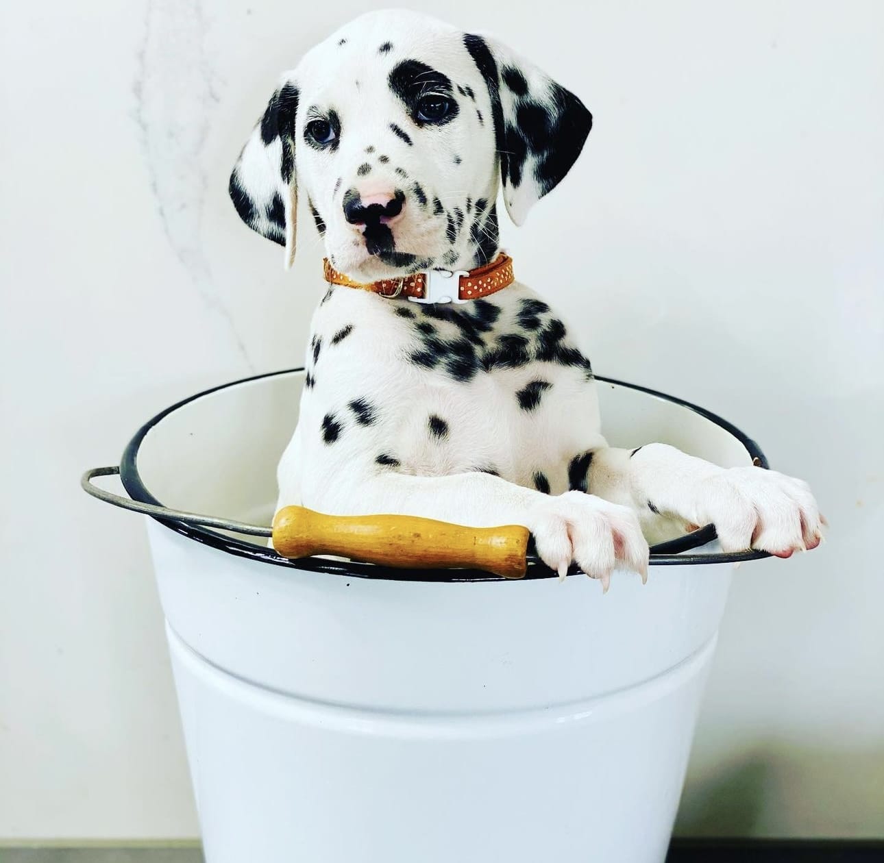 Olilou Dalmatian