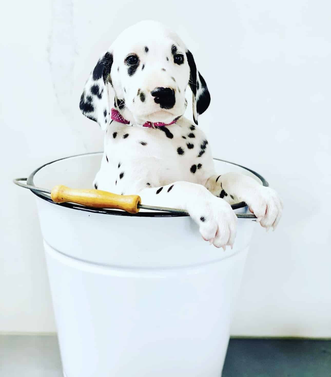 Olilou Dalmatian