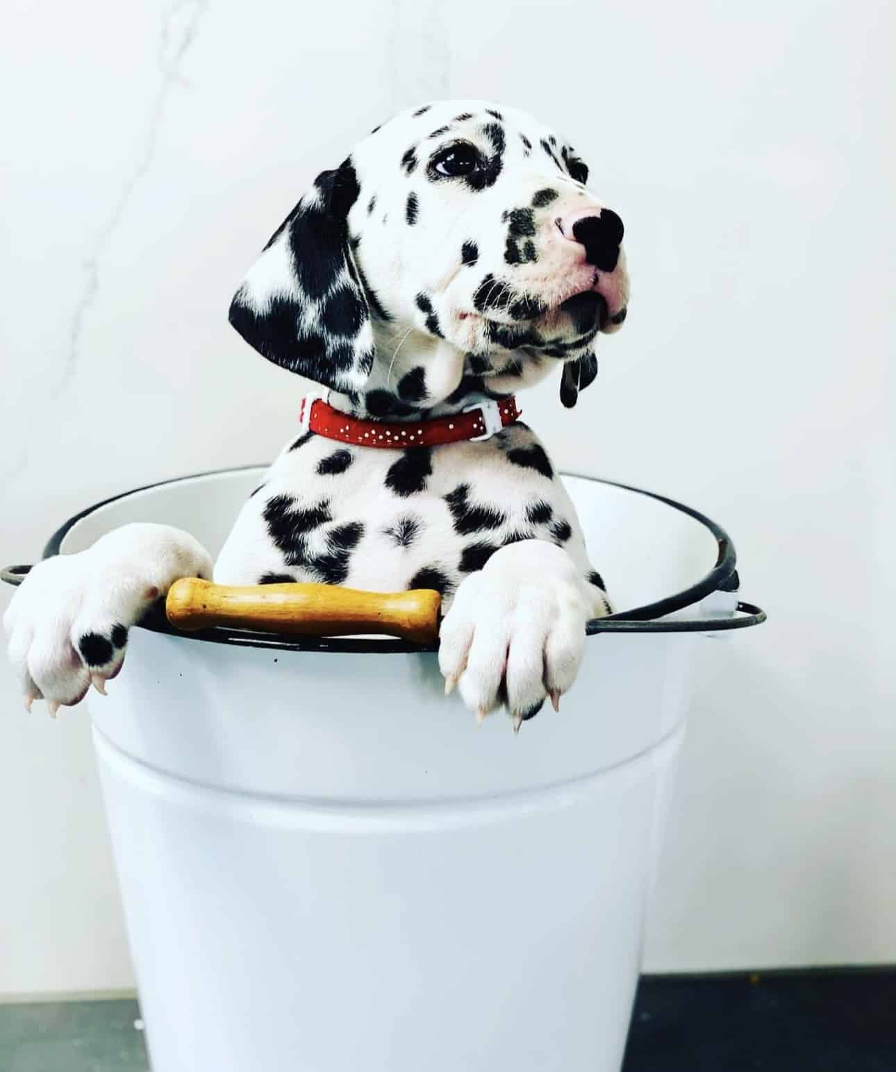 Olilou Dalmatian