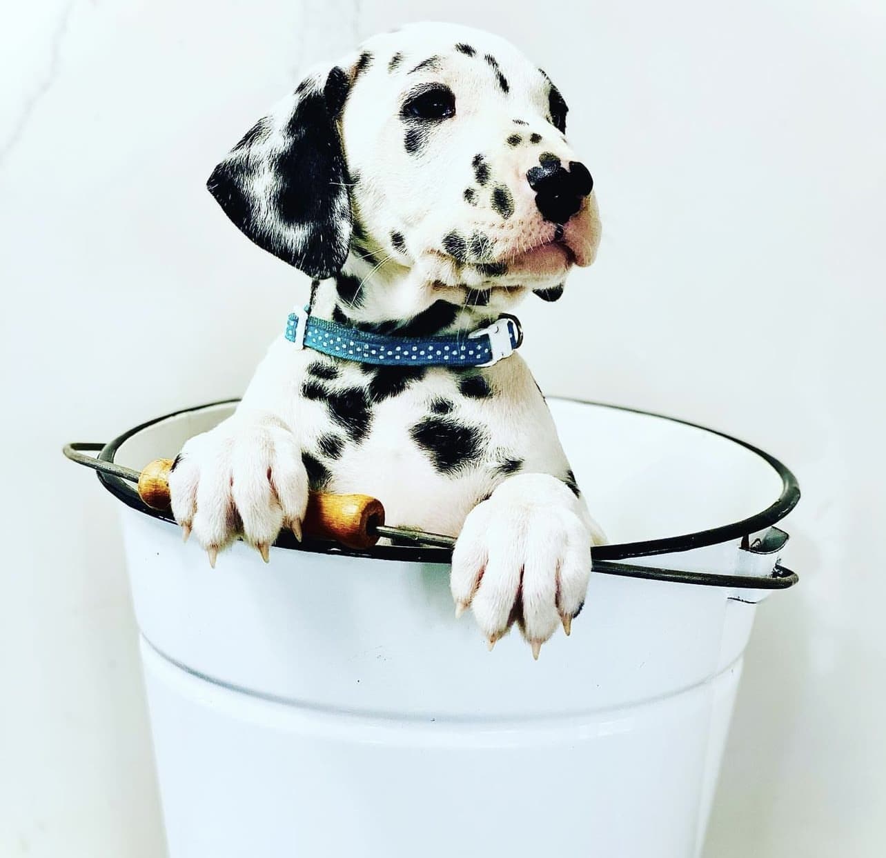 Olilou Dalmatian