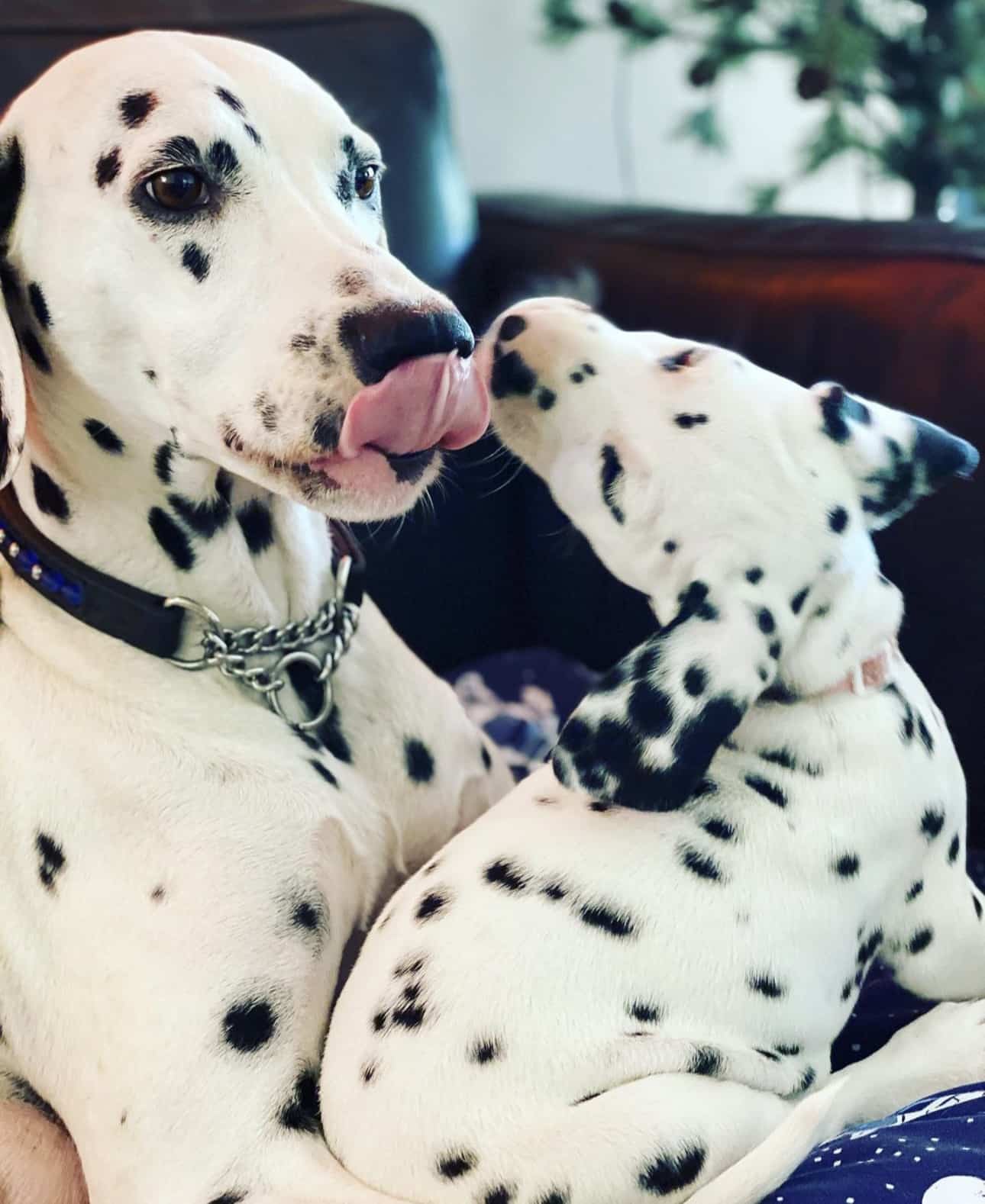 Olilou Dalmatian