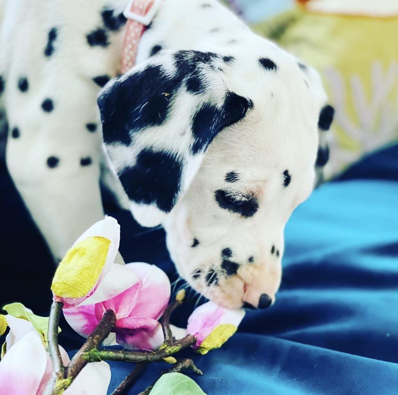 Olilou Dalmatian