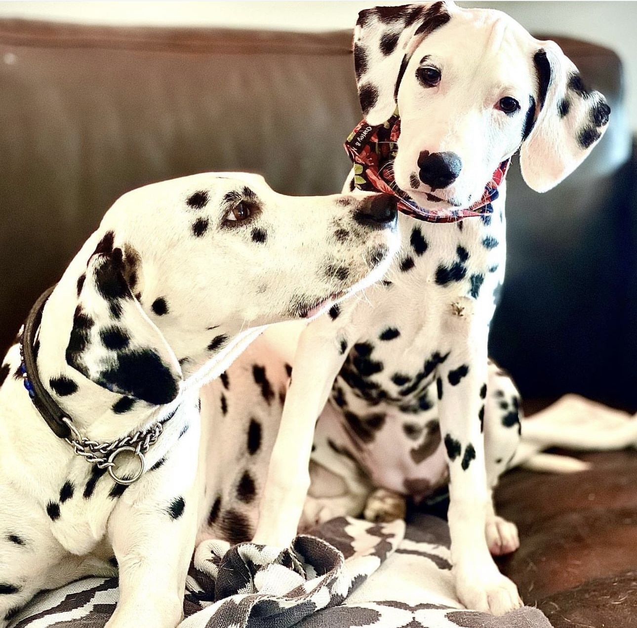 Olilou Dalmatian