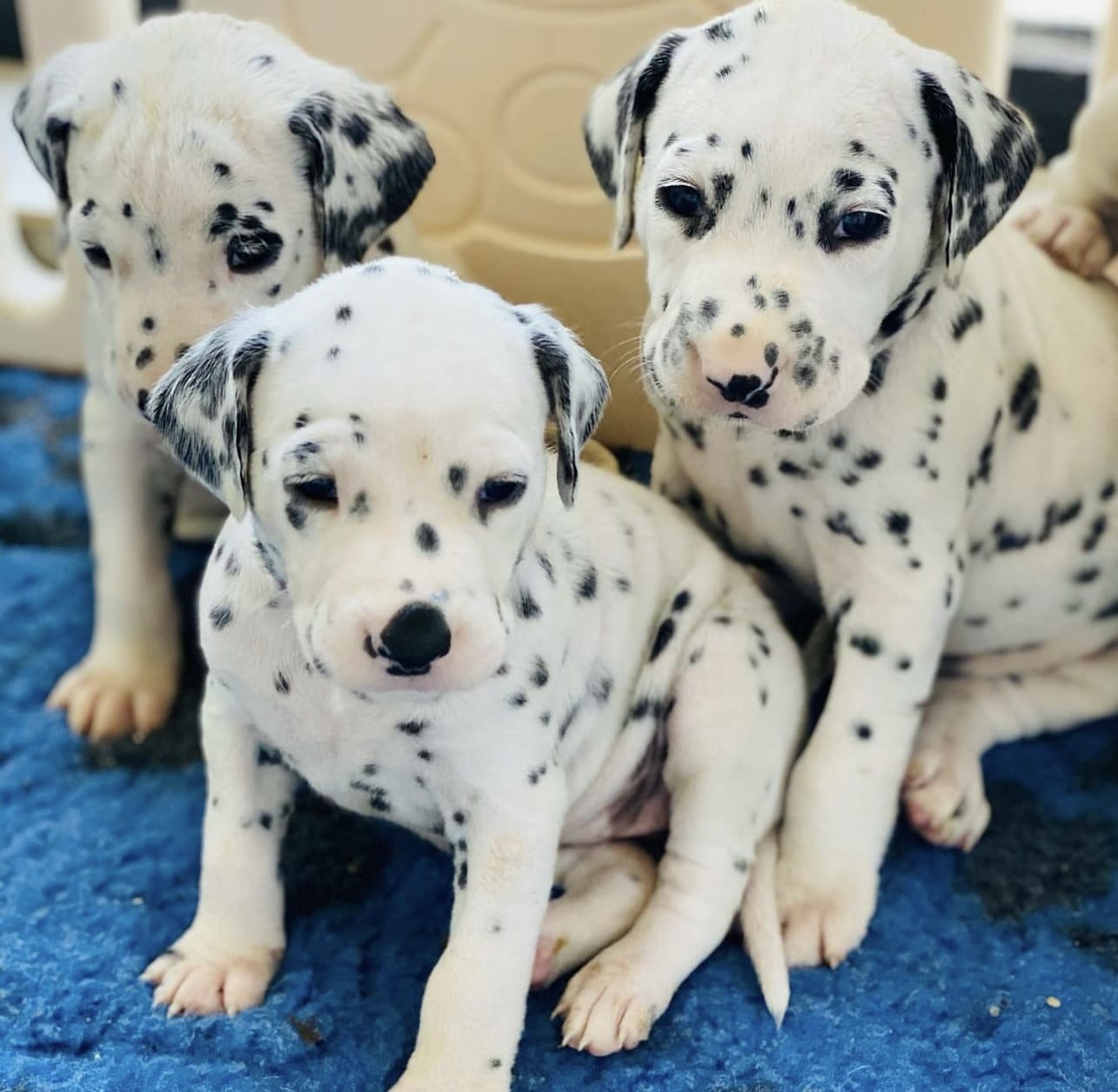 Olilou Dalmatian