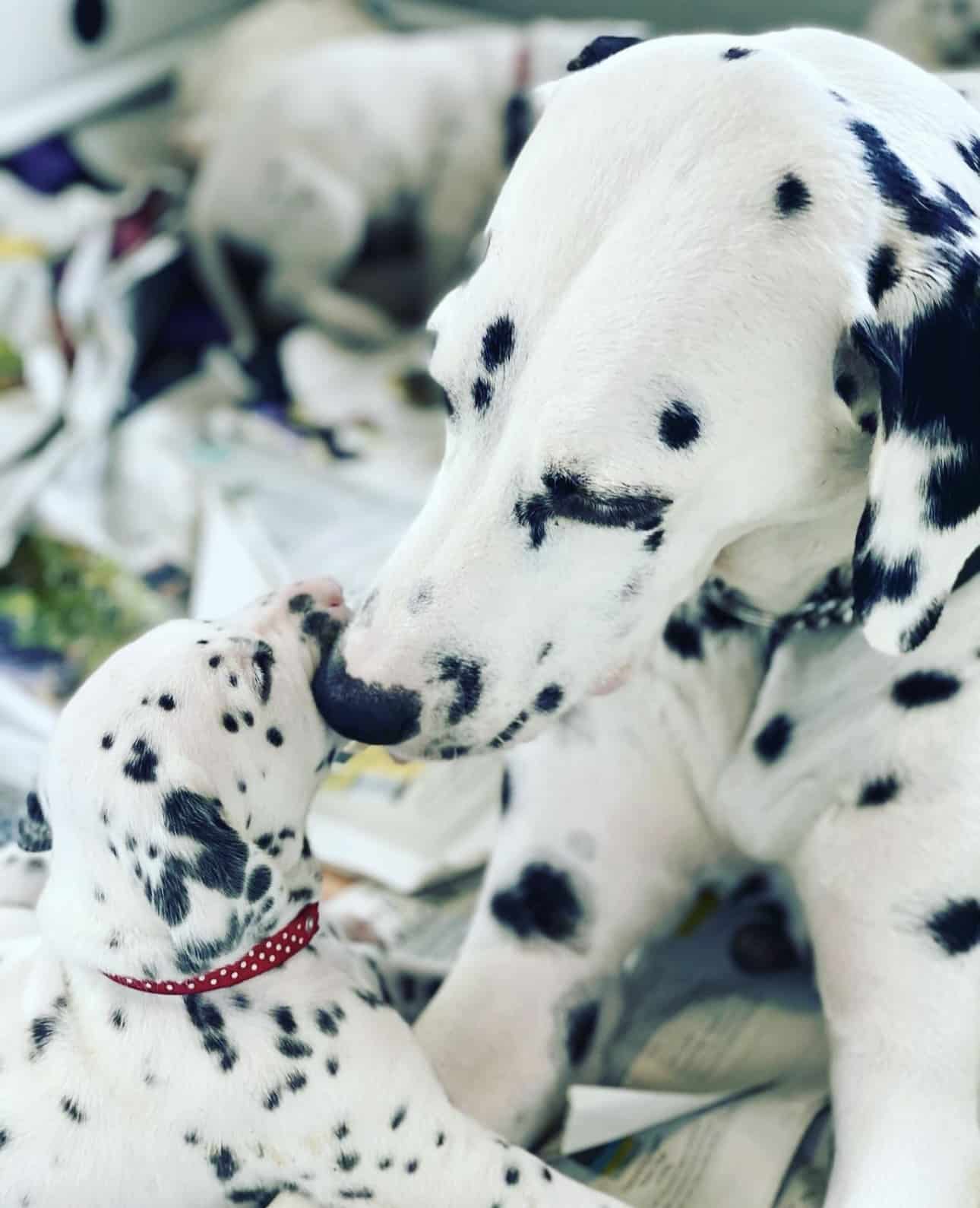 Olilou Dalmatian