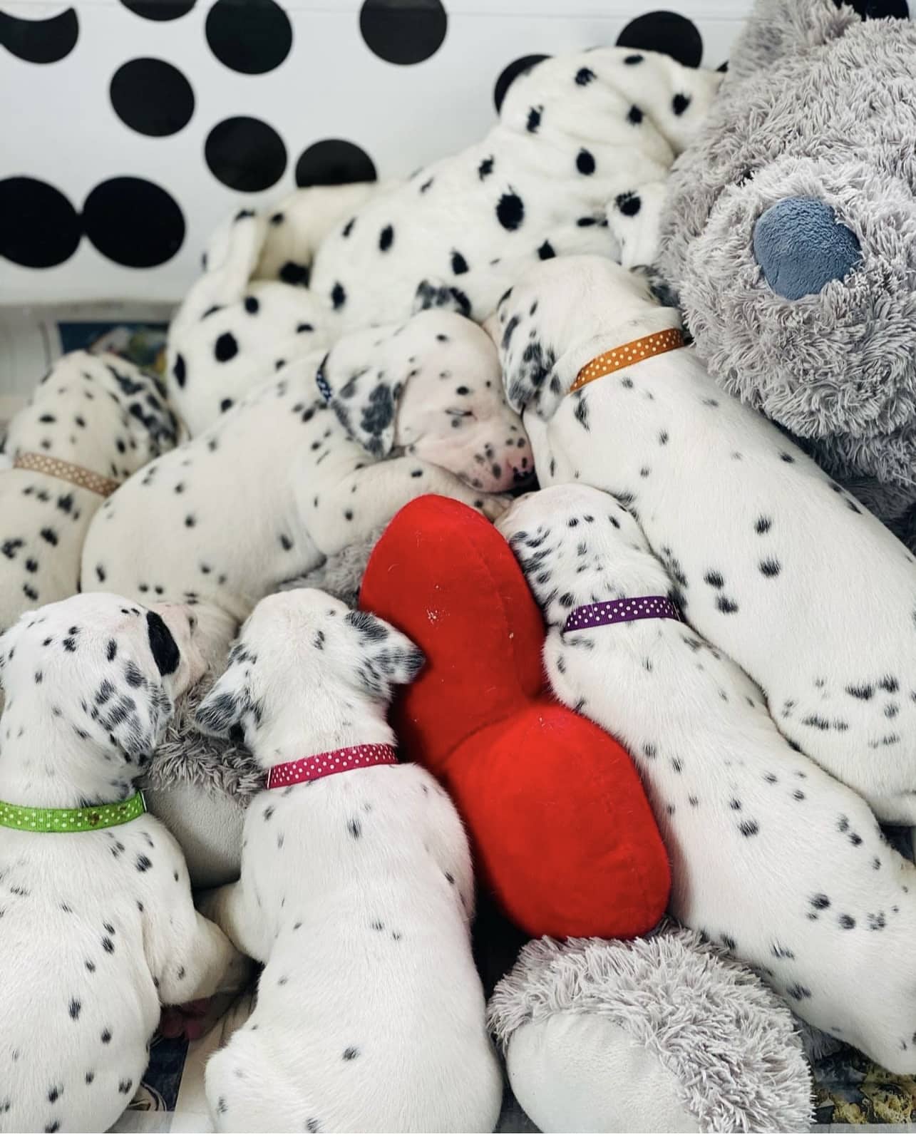 Olilou Dalmatian