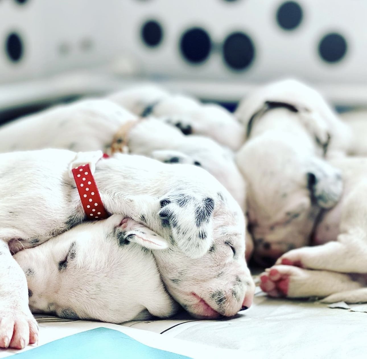 Olilou Dalmatian