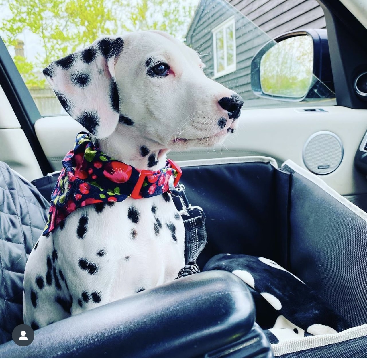 Olilou Dalmatian