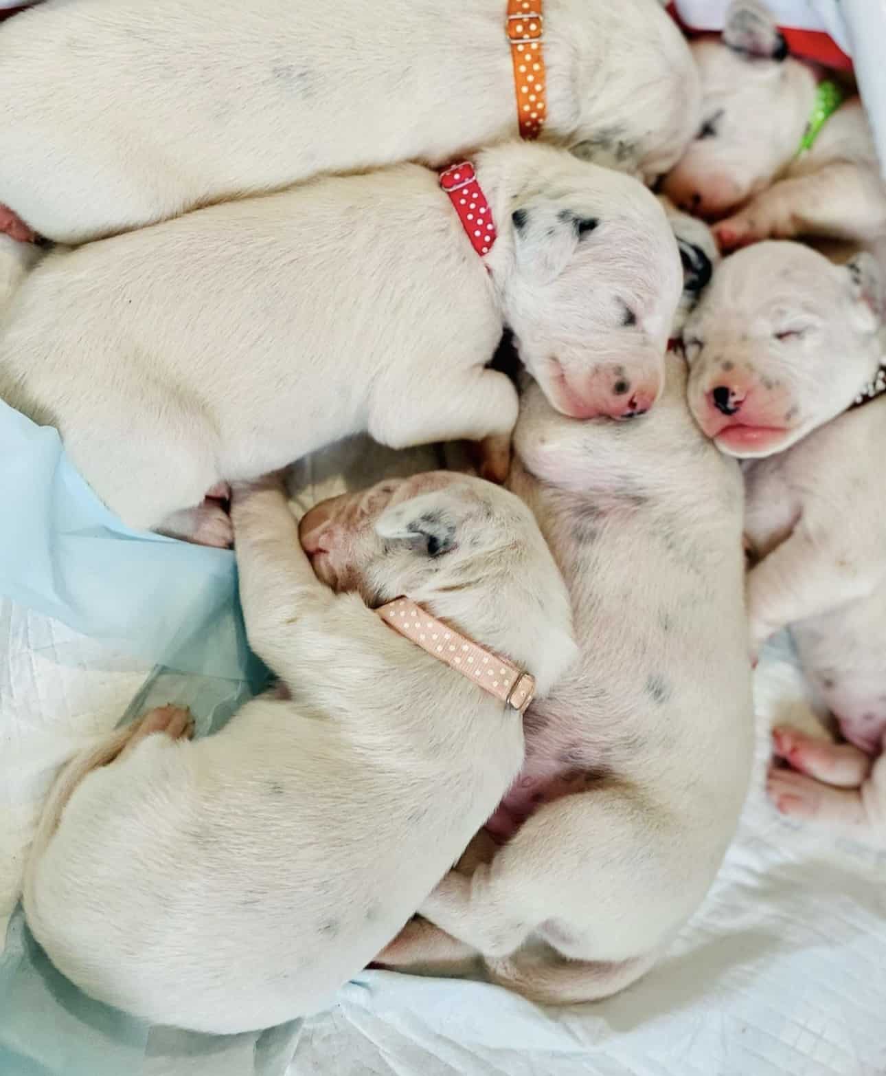 Olilou Dalmatian