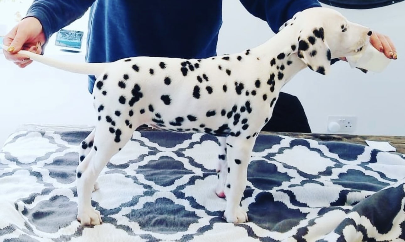 Olilou Dalmatian