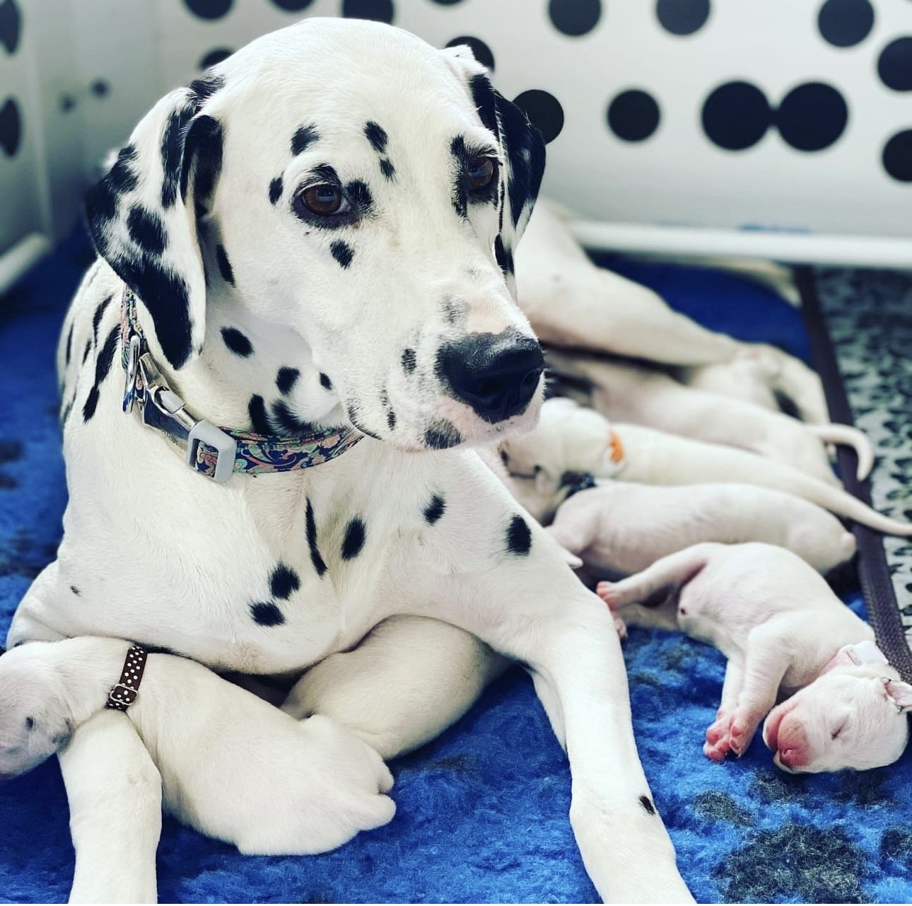Olilou Dalmatian