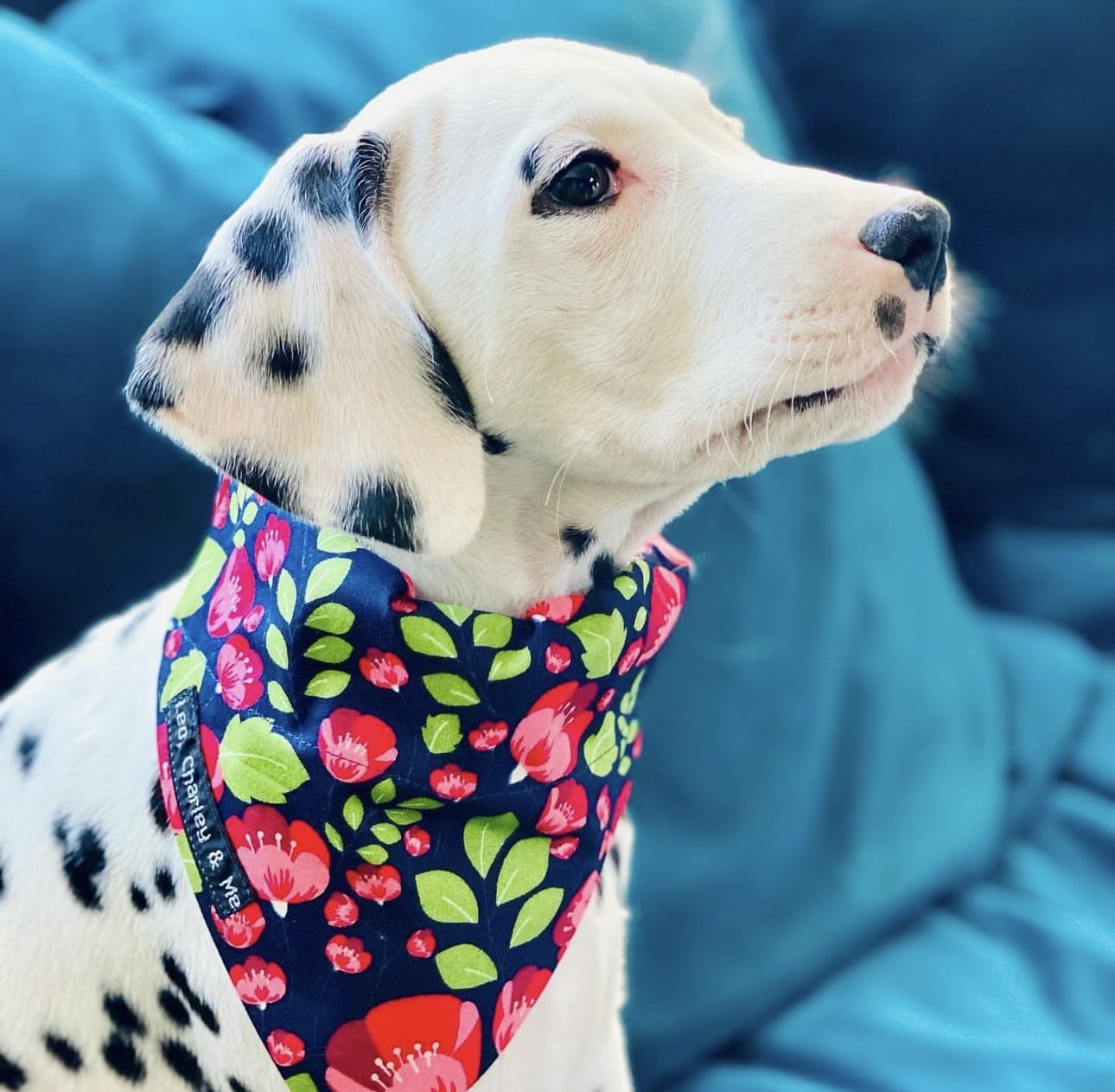 Olilou Dalmatian